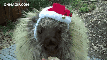 giphy.gif