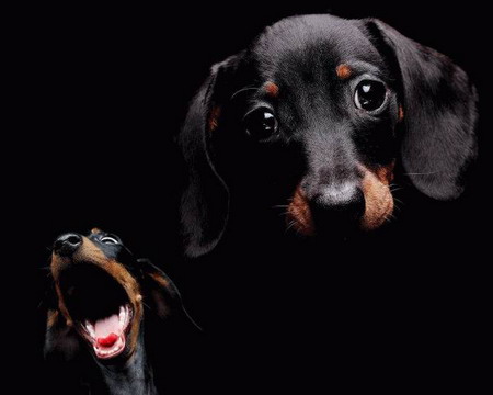 funny-pets8.jpg