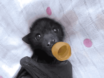 532af0349f5ea8a8fea2d60599e79ca6.gif