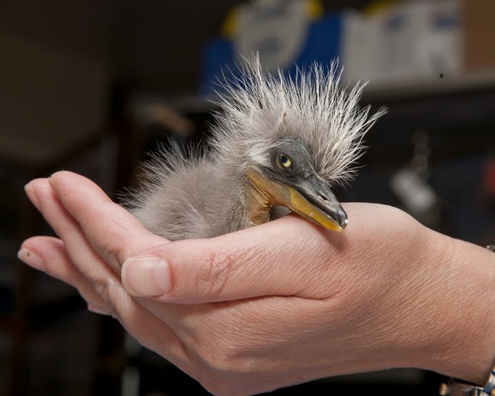Baby%2Bheron.jpg