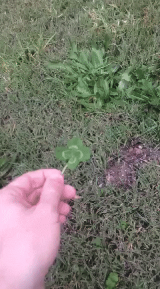 giphy.gif