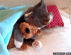 gif-kitty-cat-senorgpco