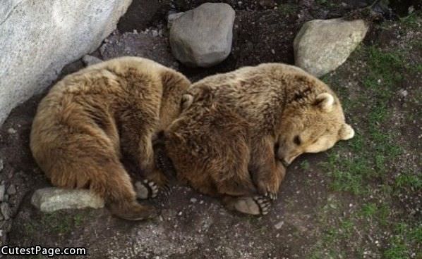 So_Tired_Bears.jpg