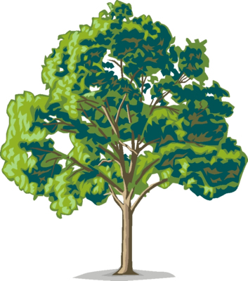 tree45.jpg