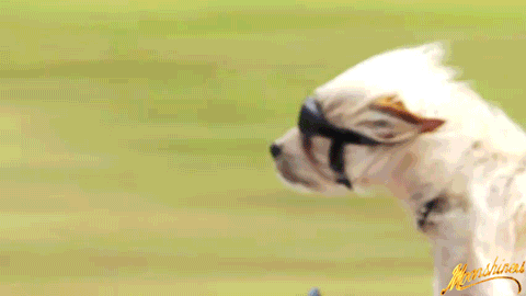 giphy.gif