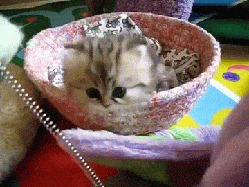 ER9qwg.gif