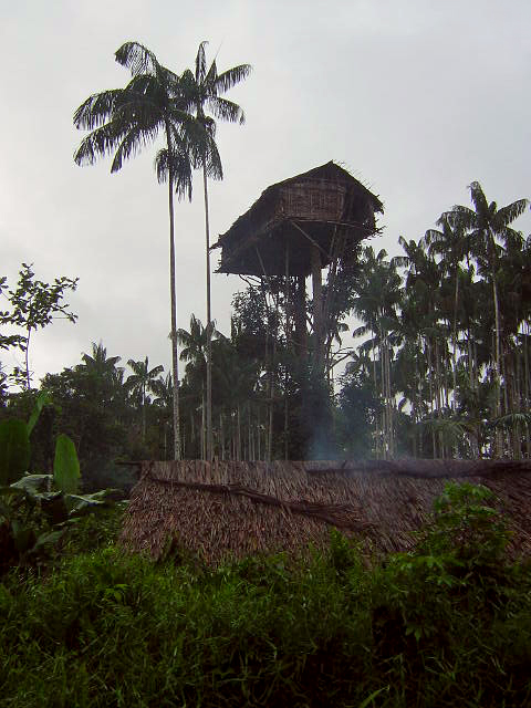 Korowai_Treehouse_3.jpg