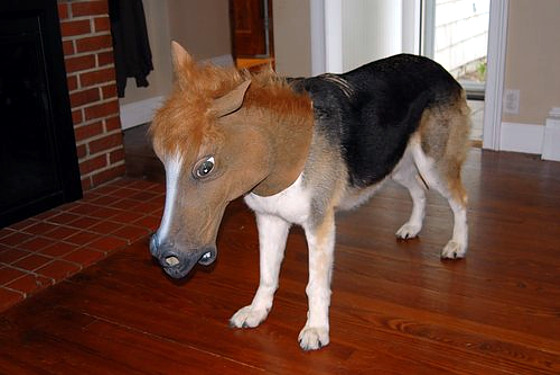 horsedog.jpg