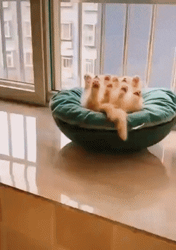 a4796ef3373c3761db0a323cc3b87efe.gif