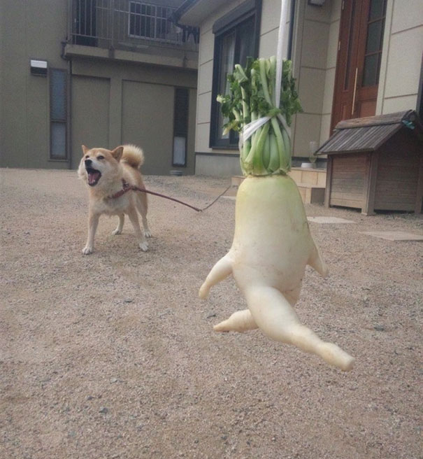 funny-shaped-vegetables-fruits-16.jpg