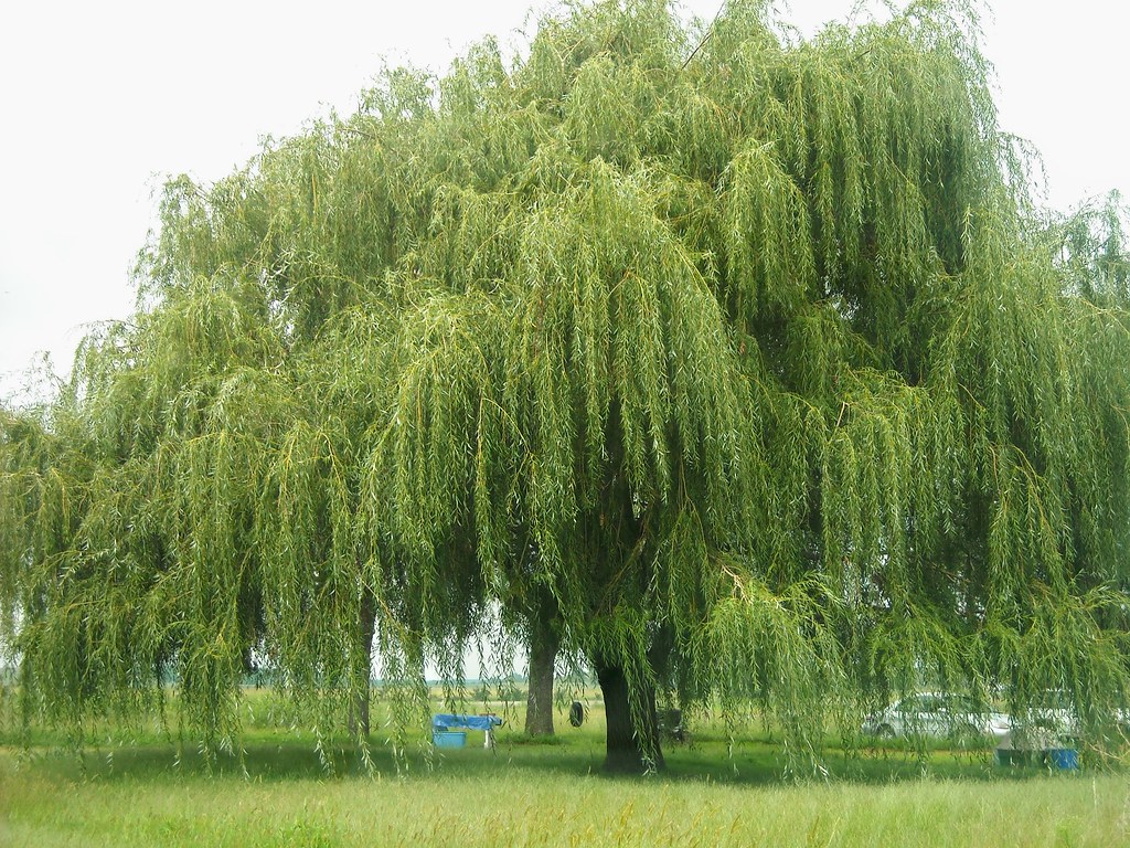 2982491024_f0bcf33618_b.jpg