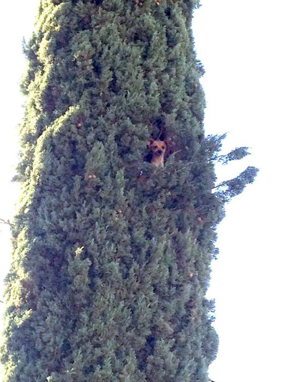 chihuahua-tree-rescue_2.jpg