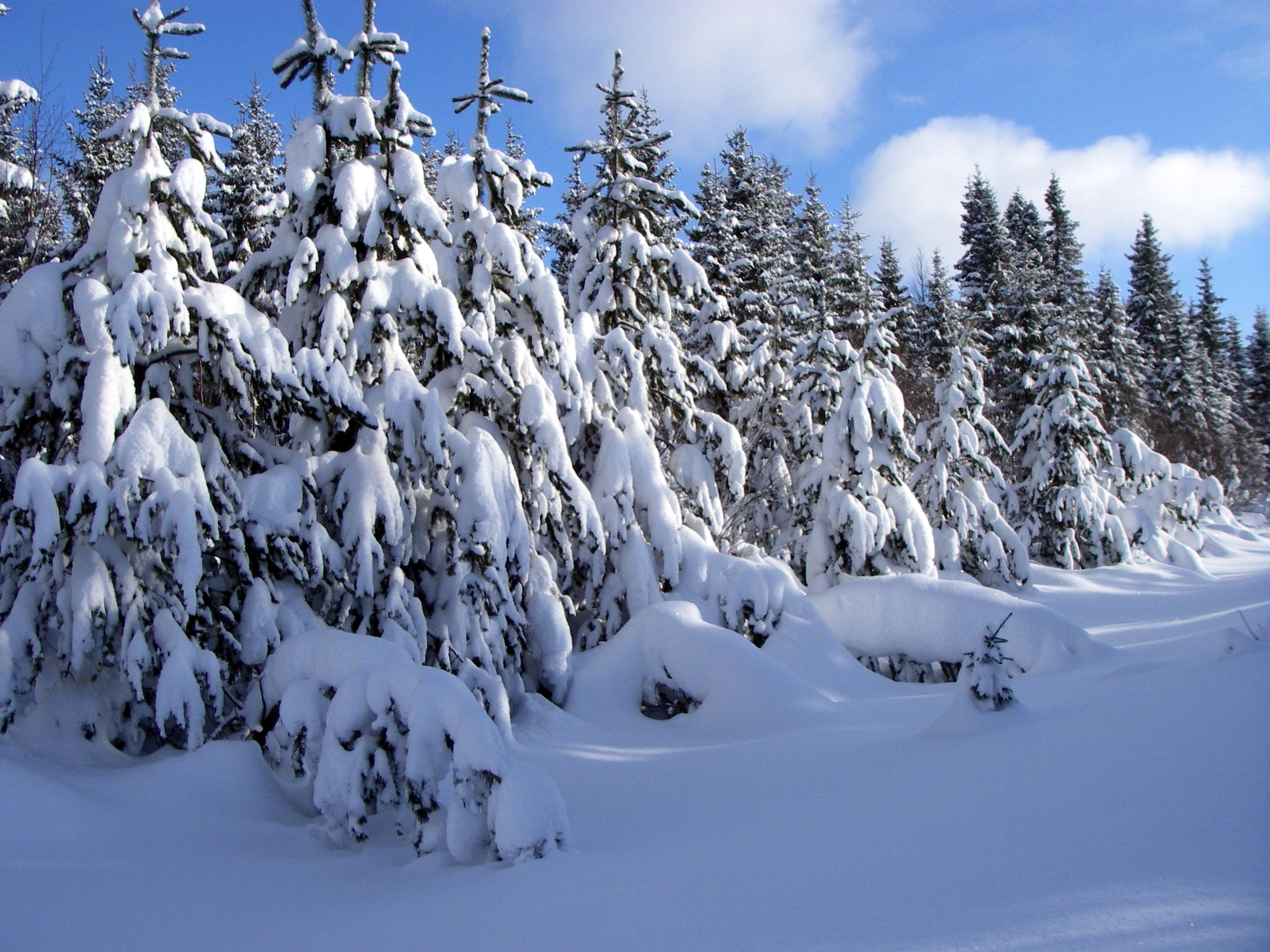 Young_pine_trees_covered_in_heavy_snow.jpg