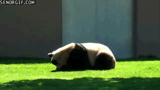 panda-wrestling