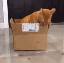 cat-cat-in-box.gif