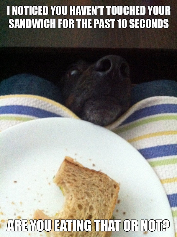 dog-wants-sandwich.jpg