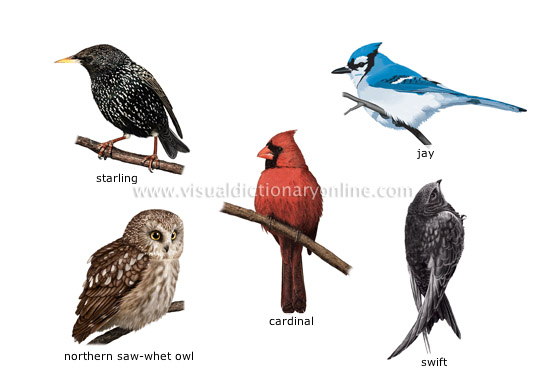 Birds1.jpg