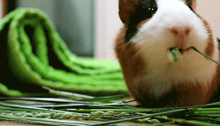 giphy.gif
