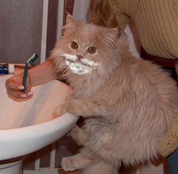 shaving-the-cat-big.jpg