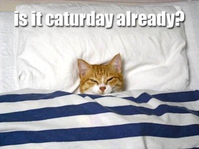 morning_cat.jpg