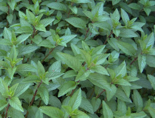 chocolatemint.jpg