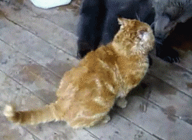 cat-and-bear-cub