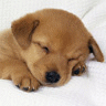 icon030.gif