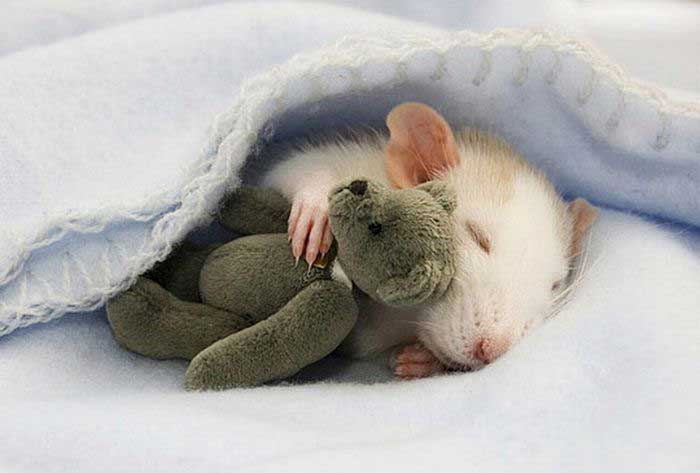 rat-sleeping-with-teddy-bear-big.jpg