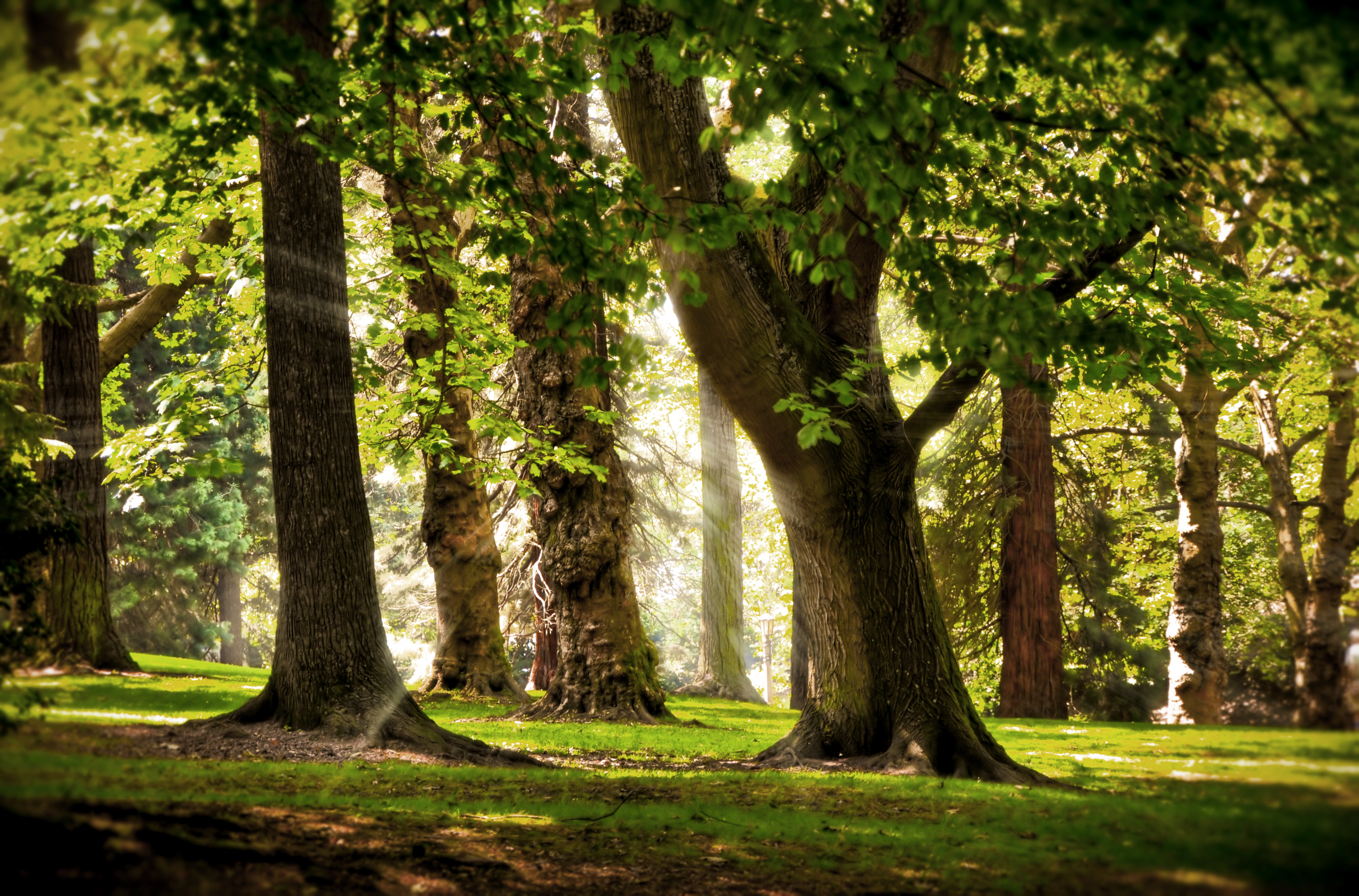 sun-rays-through-trees.jpg