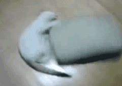 ani_cat-pillow-spin.gif