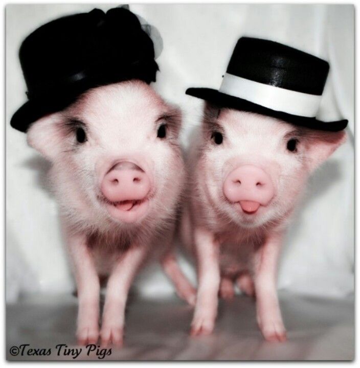 d77be4f3244205d766768f9c5377dbbf--top-hats-teacup-pigs.jpg