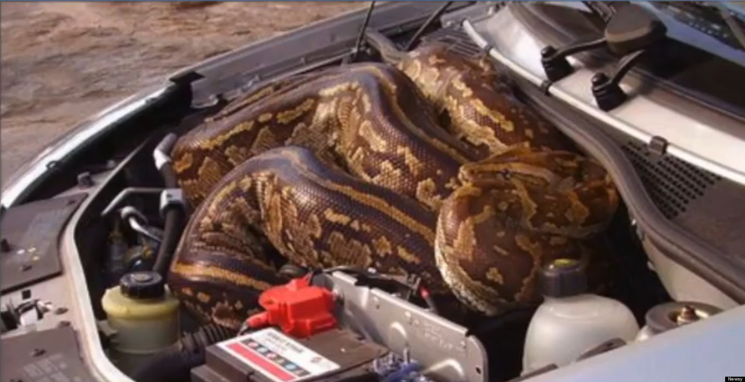 o-PYTHON-UNDER-CAR-HOOD-facebook.jpg