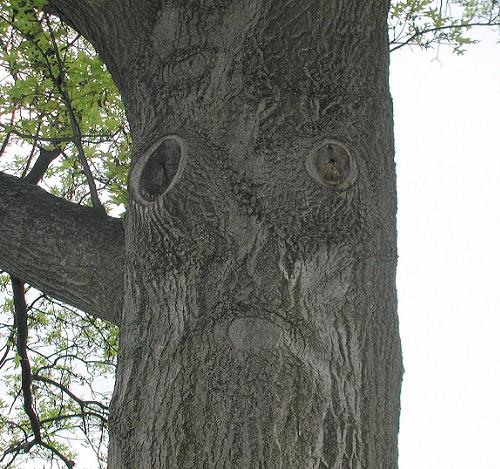 sad-tree_55521.jpg