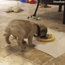 puppy-bowl.gif