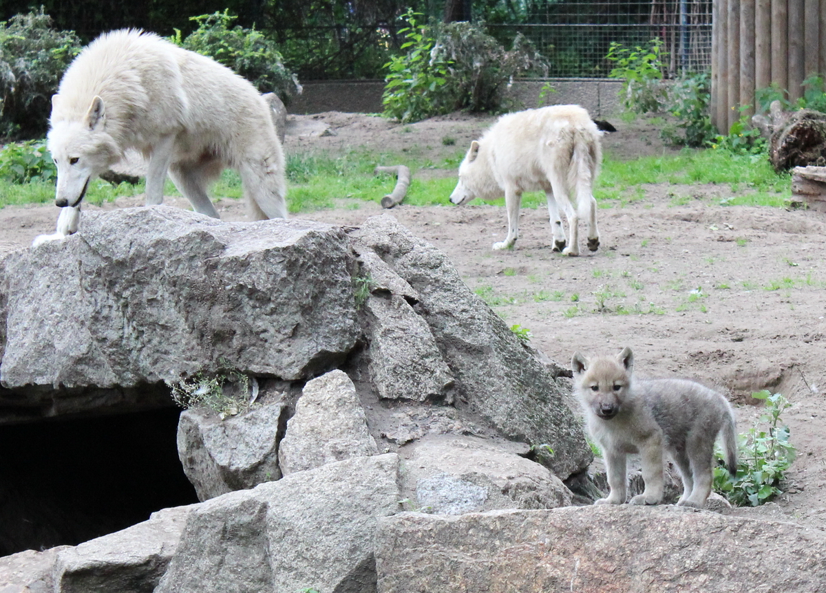 Arctic_wolf_cub.JPG