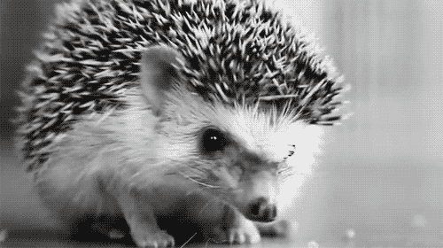 qeLfxKP.gif