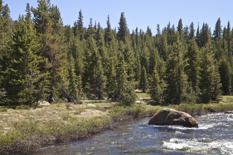 pine-trees-growing-near-a-mountain-stream_medium.jpg