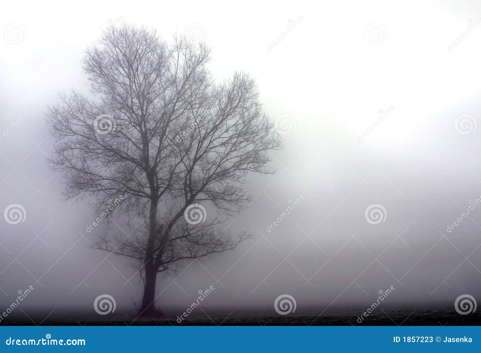 tree-fog-1857223.jpg