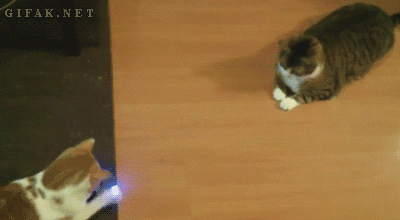 funny-animated-gifs-cats-playing-laser-pong