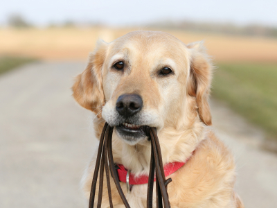 istock_000008760738xsmall-dog-with-leash-in-mouth.jpg