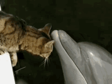 animals-cat.gif