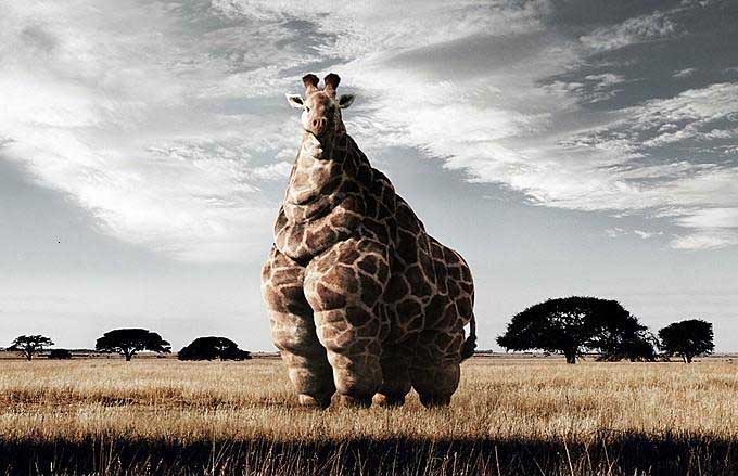 fatgiraffe.jpg