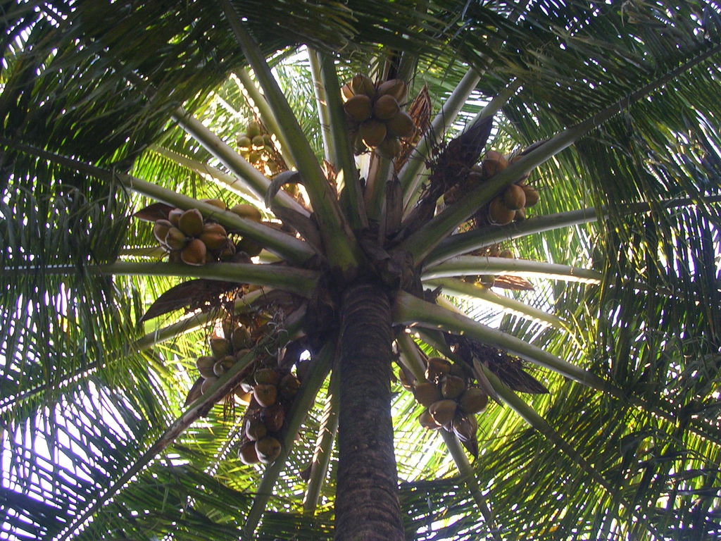 looking-up-to-a-coconut-tree.jpg