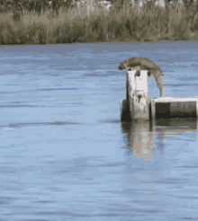 jump-beast.gif
