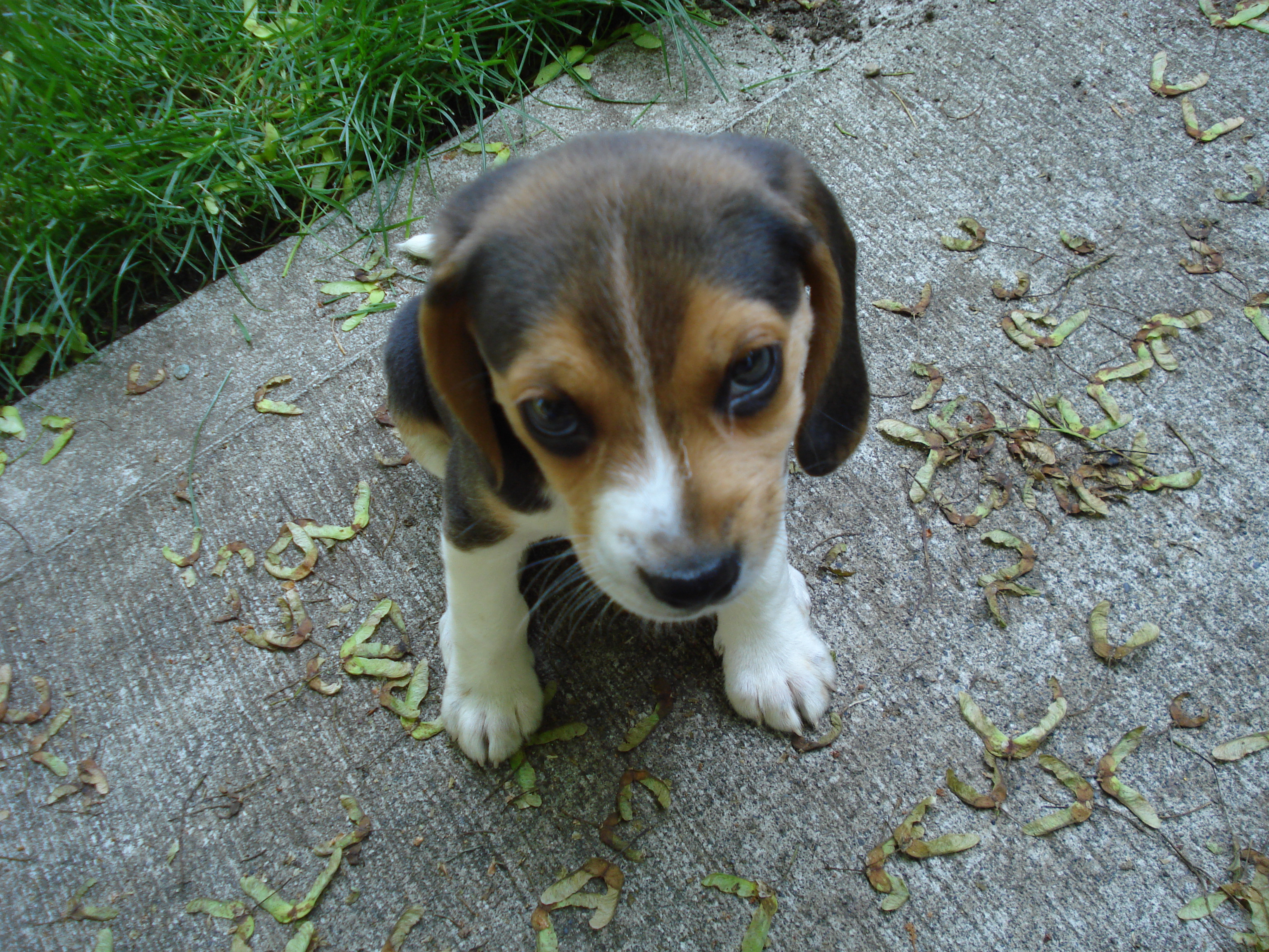 Beagle_puppy_6_weeks.JPG