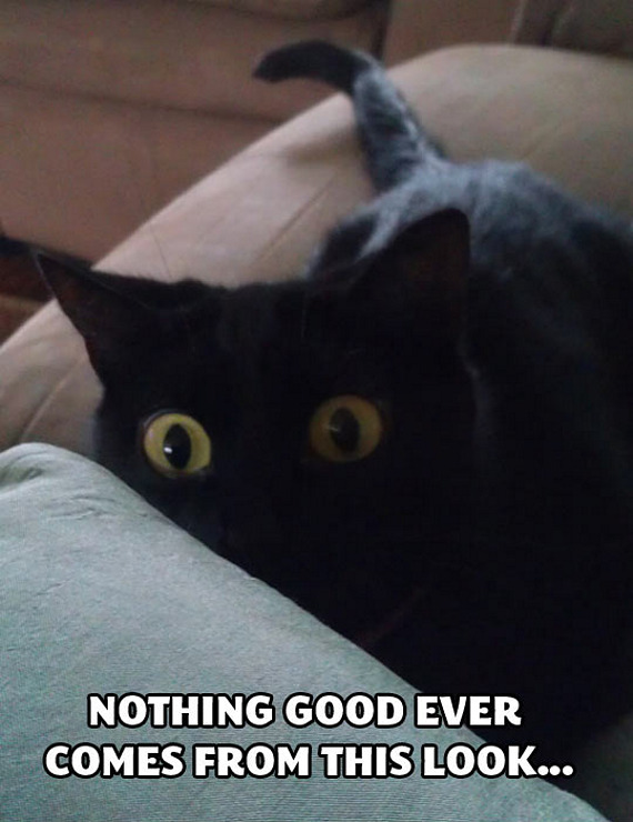 cat-about-to-attack-look.jpg