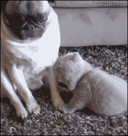SsvdcyN.gif