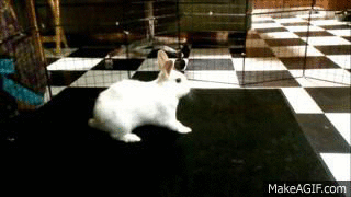S69C2gn.gif