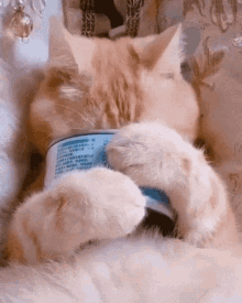 cat-%098utt.gif