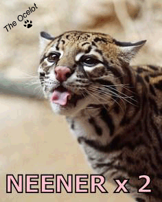 74p.gif